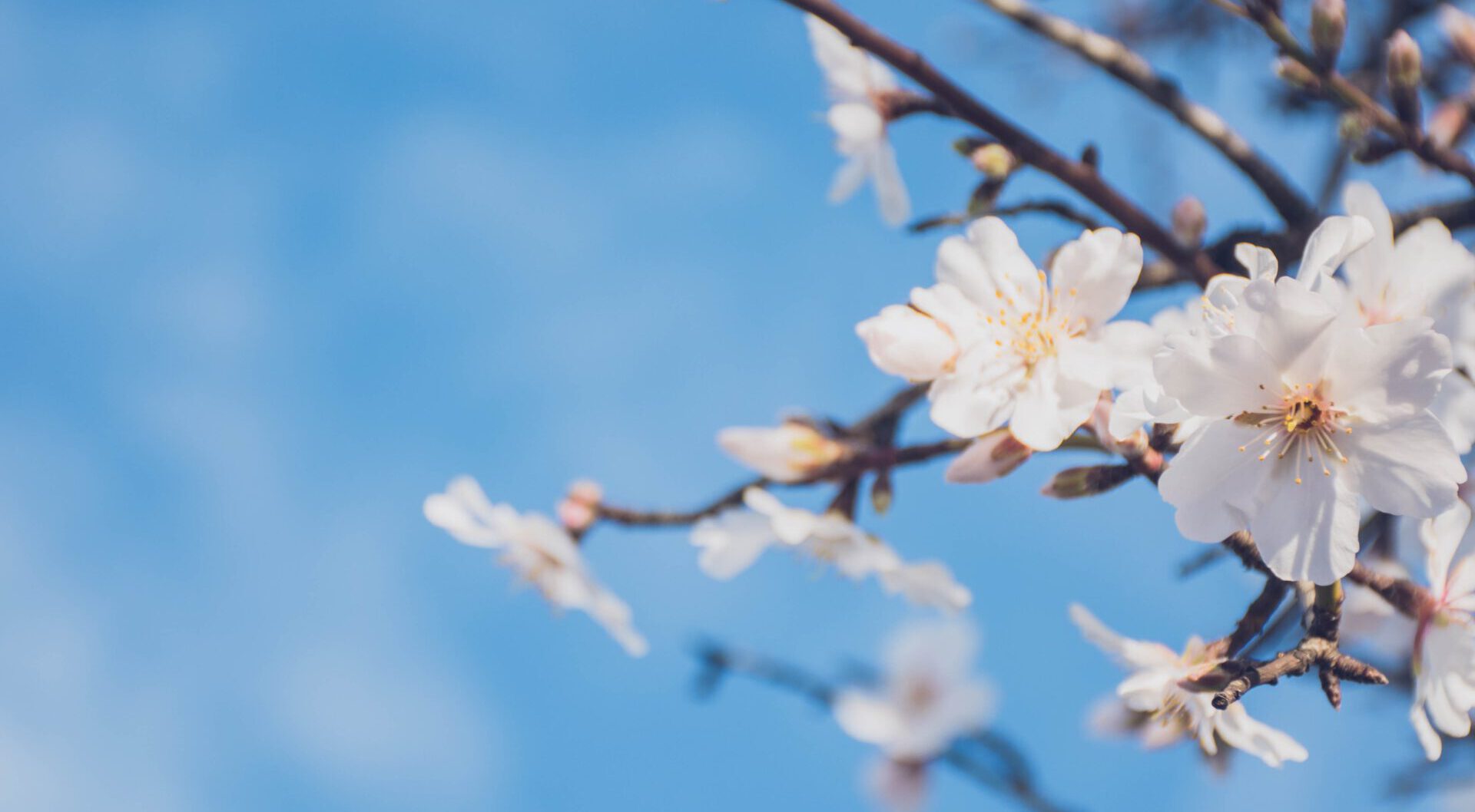 Weiße Kirschblüten vor blauem Himmel